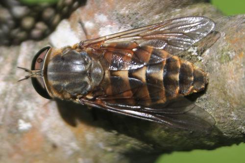 Réf. 231 283 : Tabanus sp.